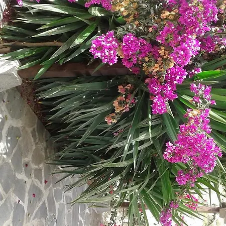 Casapancho 1 Y 2 - - - Tenerife Hébergement de vacances *